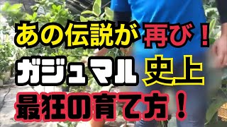 【10万再生突破】伝説のガジュマルの育て方【最狂】