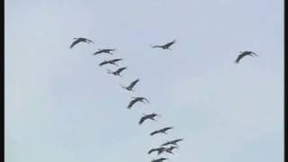 Bandada de grullas en vuelo