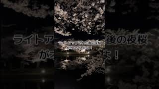 弘前さくらまつりが綺麗すぎた。#vlog #弘前 #弘前公園 #桜祭り #弘前さくらまつり #さくらまつり