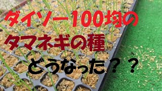 ダイソー100均のタマネギの種は厳しい