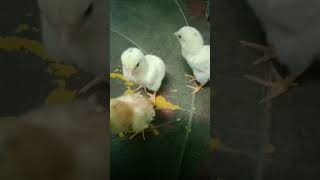 குட்டி  கோழிகளின்  அட்டகாசம் #funny #funny_chicken #trending #viral #comedy