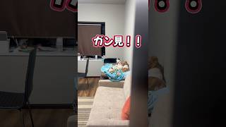 チワワの冷ややかな目線が、、はなちゃん小太郎マリーちゃんが、、、#チワワと暮らす #チワワ #こいぬ #愛犬 #犬のいる生活 #癒し