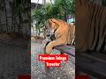 Tigers in Thailand Park videos #youtubeshorts #shorts #pattaya #trending #bangkok #viral #thailand