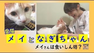 メイとなぎちゃん ～メイさんは食いしん坊？～ NMB48 渋谷凪咲さんの愛猫紹介動画です！メイさんは心の中に。