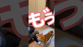 気合いの掛け声「えいえいおー！」が全くできなくなった柴犬　#柴犬とん