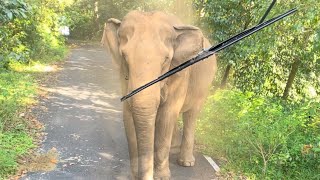 Elephant at our front ബസ്സിനുനെരെ വന്നു Gavi forest