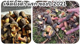 เก็บเห็ดต่างแดน เก็บเห็ดผึ้งดำ เห็ดแรกของปี 2021กำลังโผล่ตะมุตะมิ เก็บเพลินมาก  Dugget Rørhatte.