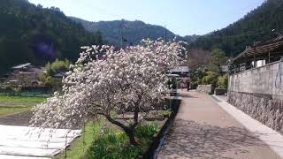 京都大原の寂光院への道/朧の清水とたんぼと桜2018年4月15日