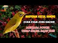 MASTERAN KECIAL KUNING,CIAK CIAK JOSS GACOR,MENJAGA POWER KECIAL KUNING TETAP STABIL RAJIN JOSS