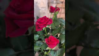 ON THE DAY OF VALENTINE'S DAY THIS VIDEO OF ROSES GOES TO ALL OF YOU FOR YOUR LOVE AND FRIENDSHIP