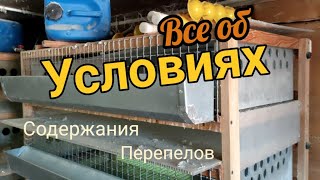 Содержание перепелов: клетки, брудеры, забой и рецепты кормов!