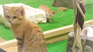 Sand Cat　スナネコの赤ちゃんはお姉ちゃんがとても気になるのです。アミーラが気になるアミーラの妹 | 　寝言をムニャムニャ。あ、起きた。寝起きの可愛いレッサーパンダ　|