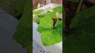 अगर रिल #shorts #trending #gardening #youtube