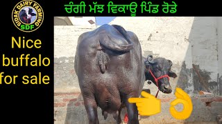 ਮੱਝ ਇਹ ਵੀ ਬਹੁਤ ਚੰਗੀ ਹੈ, Nice buffalo for sale