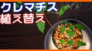 クレマチス　植替え【ガーデニング】