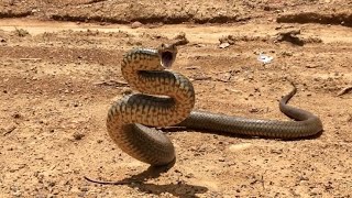 AUSTRALIAN EASTERN BROWN SNAKE(Pseudonaja textilis) DEFENSIVE BEHAVIOR EXPLAINED.