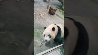 圓寶抬頭看我們了❤️ #貓熊 #panda #圓寶