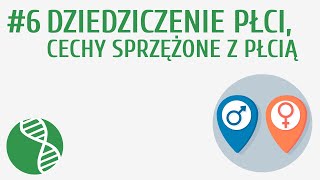 Dziedziczenie płci, cechy sprzężone z płcią #6 [ Genetyka ]