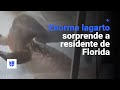 🦎 Un enorme lagarto sorprende a un residente de Florida