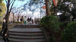 【4K】上野公園の桜 五分咲き？ Cherry Blossoms in Tokyo Ueno Park (hanami)東京観光 花見 桜の名所  日本櫻花 JAPAN 樱花 2020.03.21