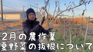 【2月の農作業🧑‍🌾夏野菜の抜根について】　＊マルチ・トンネル不使用　無農薬・無化学肥料栽培農園＊