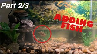 FINISHING MY TURTLE TANK \u0026 ADDING FISH (Part 2)