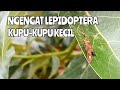 Ngengat Ordo Lepidoptera kupu-kupu kecil || Kupu kupu dari ngengat