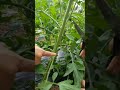 教孩子西红柿剪侧枝 teach kid to prune tomato suckers