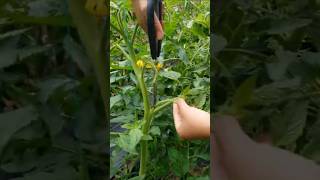 教孩子西红柿剪侧枝 Teach kid to prune tomato suckers