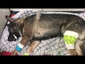 Thurston County K9, suspect injured in shooting