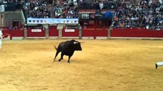 Fiestas del Pilar 2012 - Cogida recortadores 1de3