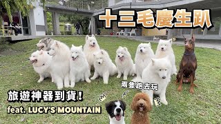 『十三毛慶生趴』旅遊神器到貨！ft.LUCY’S MOUNTAIN (薩摩耶多比Dobby is free)