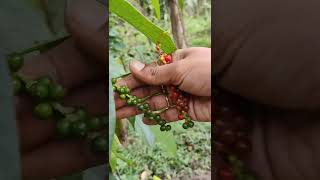 மிளகு செடி/Pepper plant