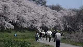 京都八幡の背割桜（２０１２０４１２）