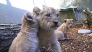 Cubs venture out