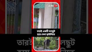 দলছুট হাতি ঢুকল সেনা ছাউনিতে! তারপর?