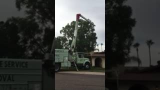 Trimming Jacaranda Tree w/ Bucket Truck - Hayward Tree