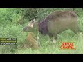 most spectacular tiger hunting skills compilation deer vs buffalo