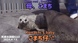 【こまち仔（4日目）】The love between the little baby and mother seal, Komachi.【母こまちの愛】