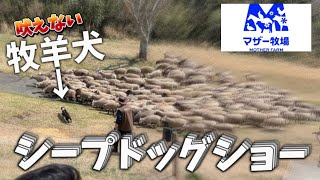 【マザー牧場】牧羊犬が賢過ぎた…シープドッグショー【ほぼノーカット】