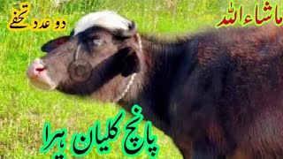 ماشاءاللہ پیونیلی کی 2عدد خوبصورت جھوٹیاں کمال کے ہرے[03070566153]#nili ravi buffalo#