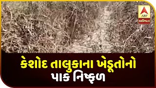 Junagadh: Farmers Of Keshod Taluka Failed Their Crop | ABP Asmita