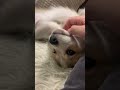 めちゃくちゃ甘えん坊の子犬　 puppy ポメラニアン コーギー corgi pomeranian dog dogs 子犬 子犬の成長記録 ポメコギ