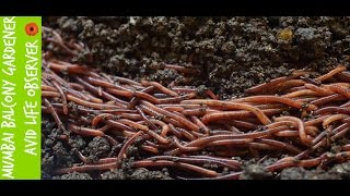 Is My Vermicompost Or Worm Bin  Ready To Harvest?