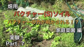 バクチャー使って家庭菜園【実験動画】秋のお野菜。バクチャーの効果は！？