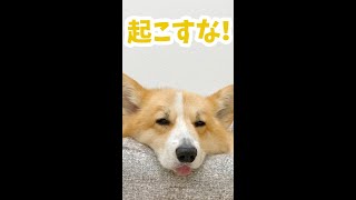 【寝顔】可愛い寝顔を撮影しながらどこまで近づけるかチャレンジ【コーギー犬】 #Shorts