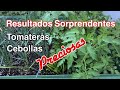 Tomateras Abonadas con Algas Marinas