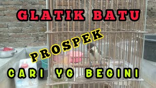 Cara Memilih Gelatik Batu Bahan Ombyokan Calon Gacor | Tips Ngombyok Burung