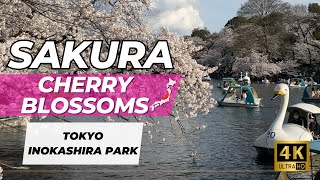 Experience Japan's Sakura Season: 4K Walk Through Inokashira Park