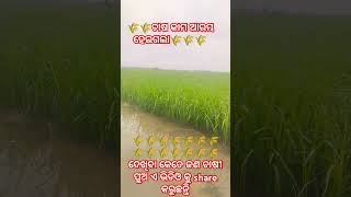 🌾ଚାଷ କାମ ଆରମ୍ଭ ହେଇଗଲା🌾🌾🌾#farming #odiapua #chasipua